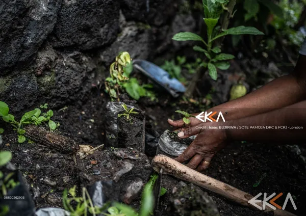 Peace Germinates in Volcanic Stone | From Survival To Governance